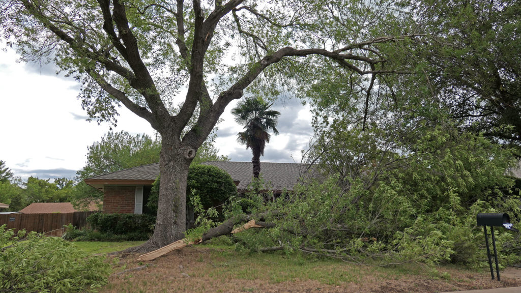 Severe Tree Damage in the Southland area