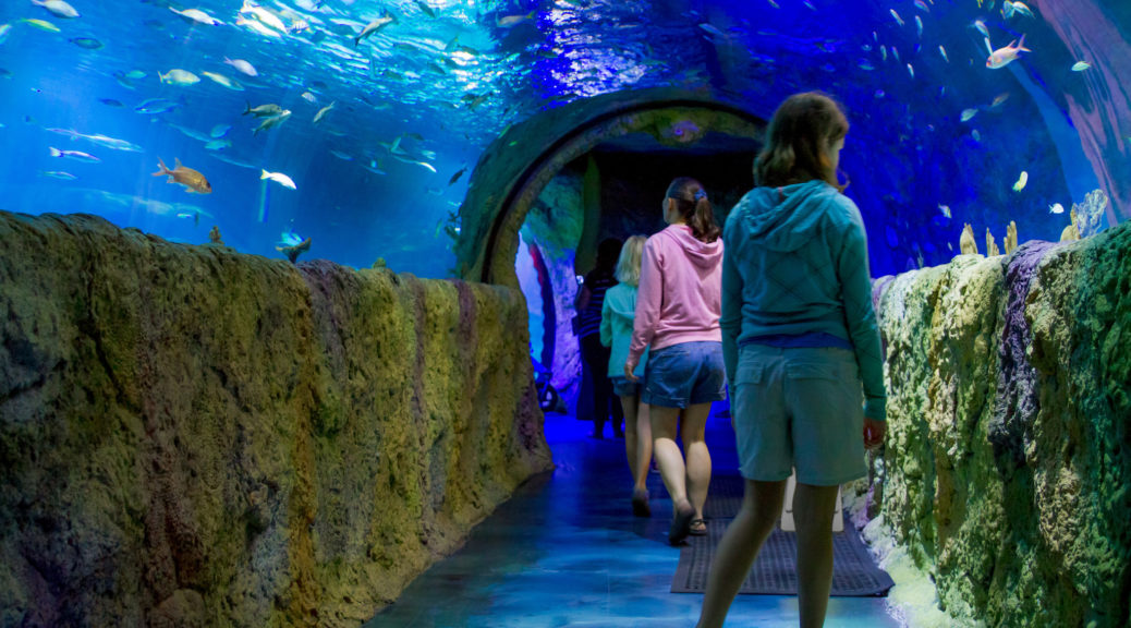 SEA LIFE Walk-through Aquarium